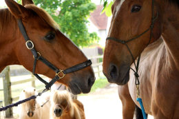Cedric and Conker (Popcorn and Little Man)