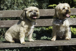 Allbreeds Fun Dog Show - 2nd September 2018