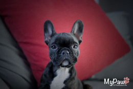 A Year in the life of...Coco - 9 weeks old