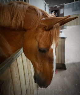 Cedric