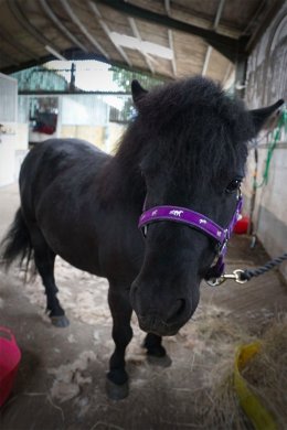 Dinky - at the salon!