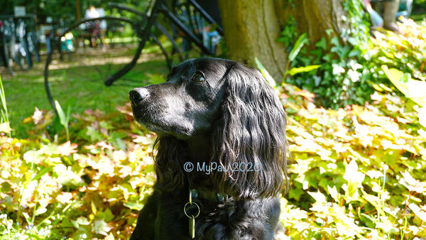 The Gardens of Easton Lodge Open Day...