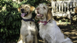 Allbreeds Fun Dog Show - 2nd September 2018