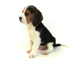 Patch at 8 weeks old - December 10th 2014