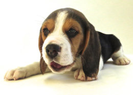 Patch at 8 weeks old - December 10th 2014