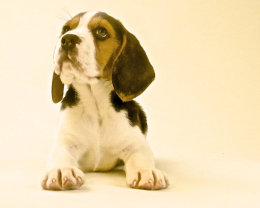 Patch at 8 weeks old - December 10th 2014