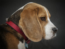 Patch in Oils