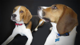 Patch and Buddy