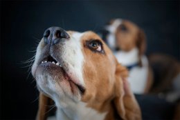 Patch and Buddy