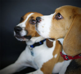Patch and Buddy