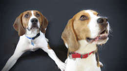 Buddy and Patch