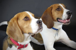 Patch and Buddy
