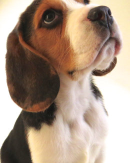Patch at 8 weeks old - December 10th 2014