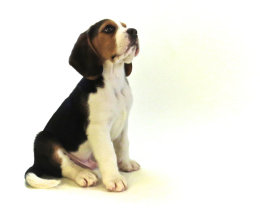 Patch at 8 weeks old - December 10th 2014