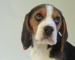 Patch at 8 weeks old - December 10th 2014