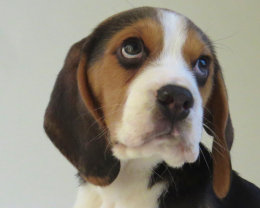 Patch at 8 weeks old - December 10th 2014