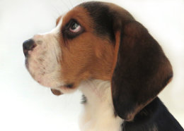 Patch at 8 weeks old - December 10th 2014