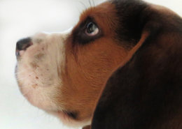 Patch at 8 weeks old - December 10th 2014
