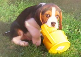 Patch at 8 weeks old - December 10th 2014