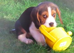 Patch at 8 weeks old - December 10th 2014