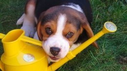 Patch at 8 weeks old - December 10th 2014