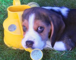 Patch at 8 weeks old - December 10th 2014