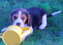 Patch at 8 weeks old - December 10th 2014