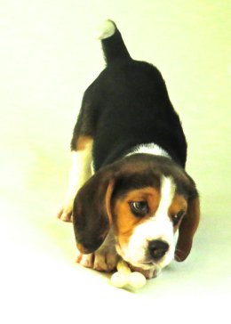 Patch at 8 weeks old - December 10th 2014