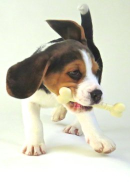 Patch at 8 weeks old - December 10th 2014