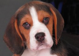 Patch at 8 weeks old - December 10th 2014