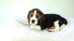 Patch at 8 weeks old - December 10th 2014
