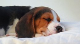 Patch at 8 weeks old - December 10th 2014