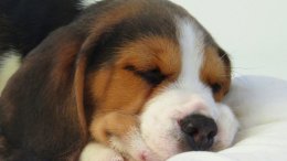 Patch at 8 weeks old - December 10th 2014