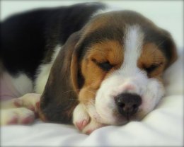 Patch at 8 weeks old - December 10th 2014