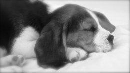 Patch at 8 weeks old - December 10th 2014