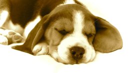 Patch at 8 weeks old - December 10th 2014