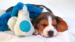 Patch at 8 weeks old - December 10th 2014