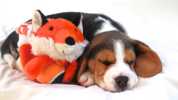 Patch at 8 weeks old - December 10th 2014