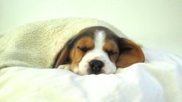 Patch at 8 weeks old - December 10th 2014