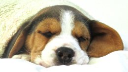 Patch at 8 weeks old - December 10th 2014