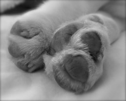 Patch at 8 weeks old - December 10th 2014