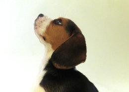 Patch at 8 weeks old - December 10th 2014