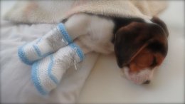 Patch at 8 weeks old - December 10th 2014