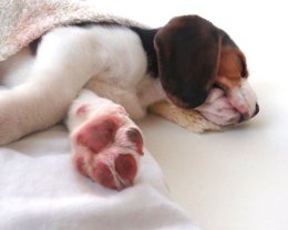 Patch at 8 weeks old - December 10th 2014