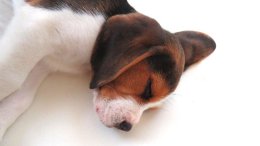 Patch at 8 weeks old - December 10th 2014