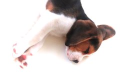 Patch at 8 weeks old - December 10th 2014