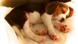 Patch at 8 weeks old - December 10th 2014