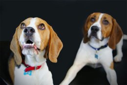 Patch and Buddy