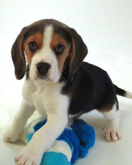 Patch at 8 weeks old - December 10th 2014