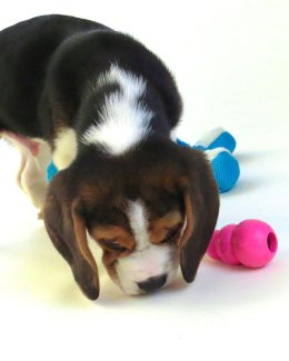 Patch at 8 weeks old - December 10th 2014